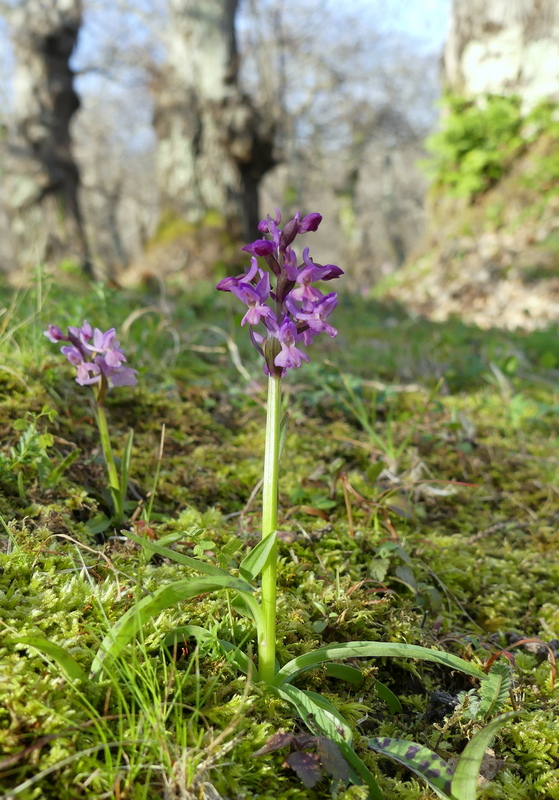 Dactylorhiza romana e prime fioriture tra Lazio e Campania - marzo 2023.